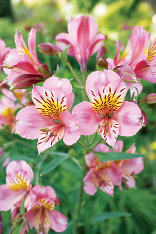 Tried and True Favorites of Any Western Perennial Flower Garden ...