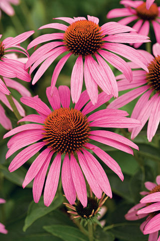 Purple coneflower (Echinacea purpurea) - Sunset Magazine