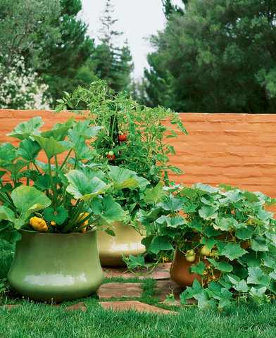 vegetable garden