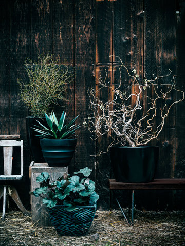 Spooky Plants For Halloween Lovers And Year-Round Goths - Sunset ...