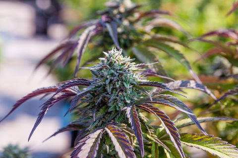 Our Guide To Landscaping With Marijuana Plants Sunset Magazine
