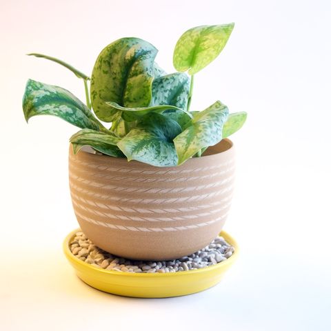 Small/large Plastic Plant Pot Planter Flower Pot With Saucer Tray Home Garden 