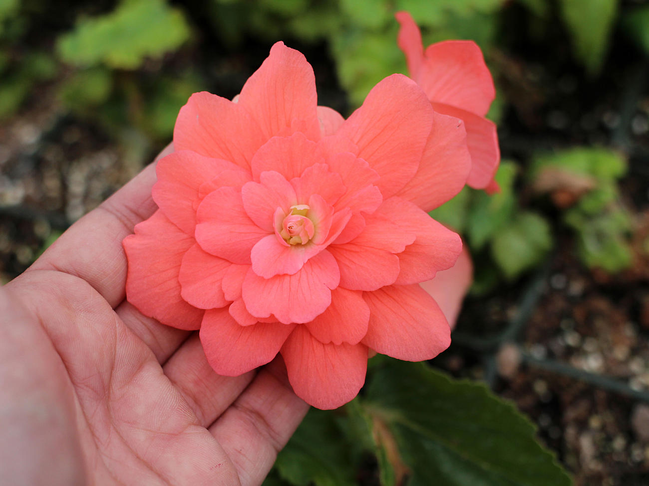 Easy-Care Begonias