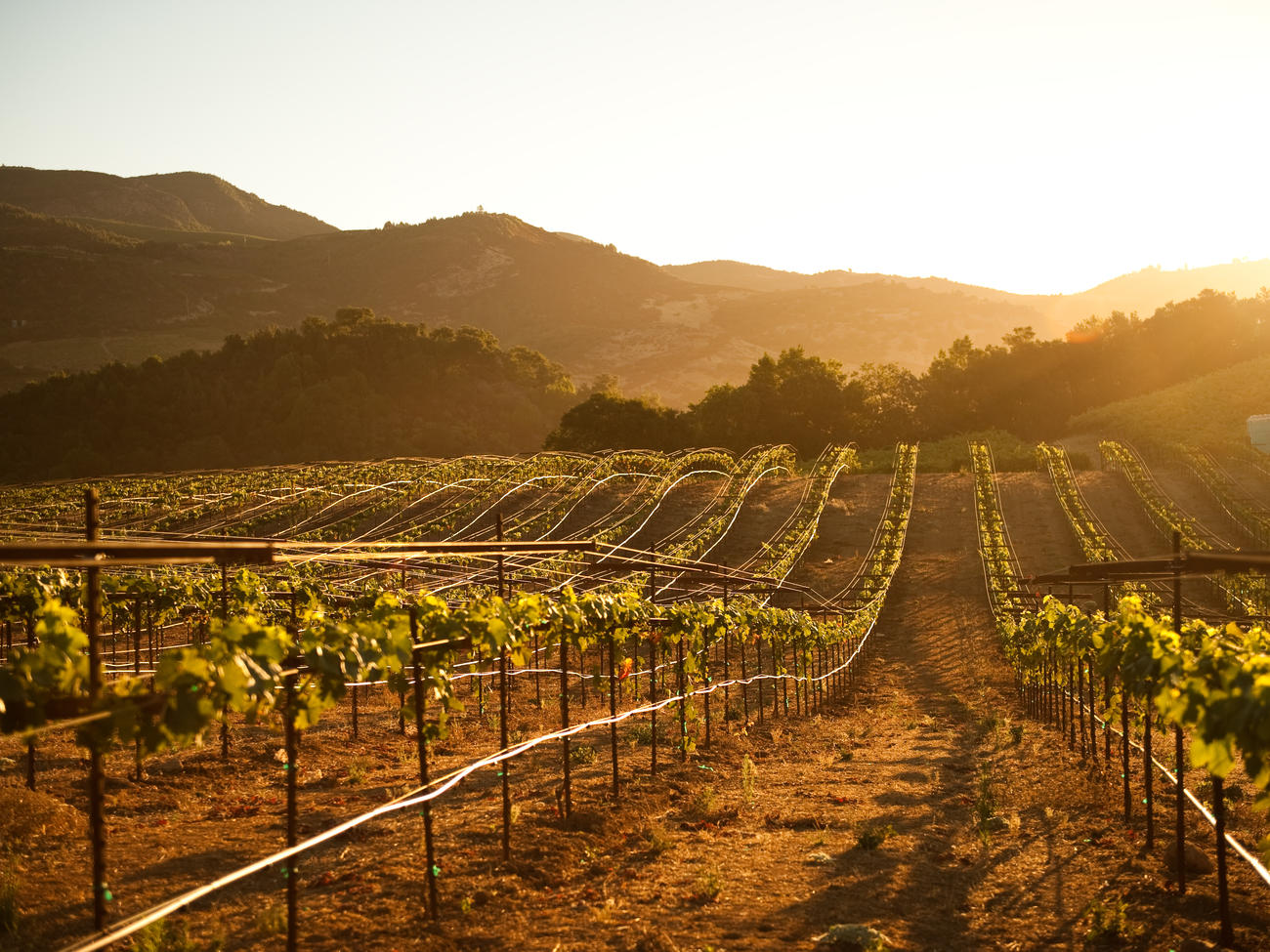 10 Charitable Gifts to Benefit Wine Country Relief Efforts