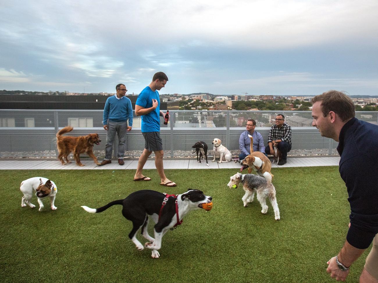 Five Great Southern California Dog Parks