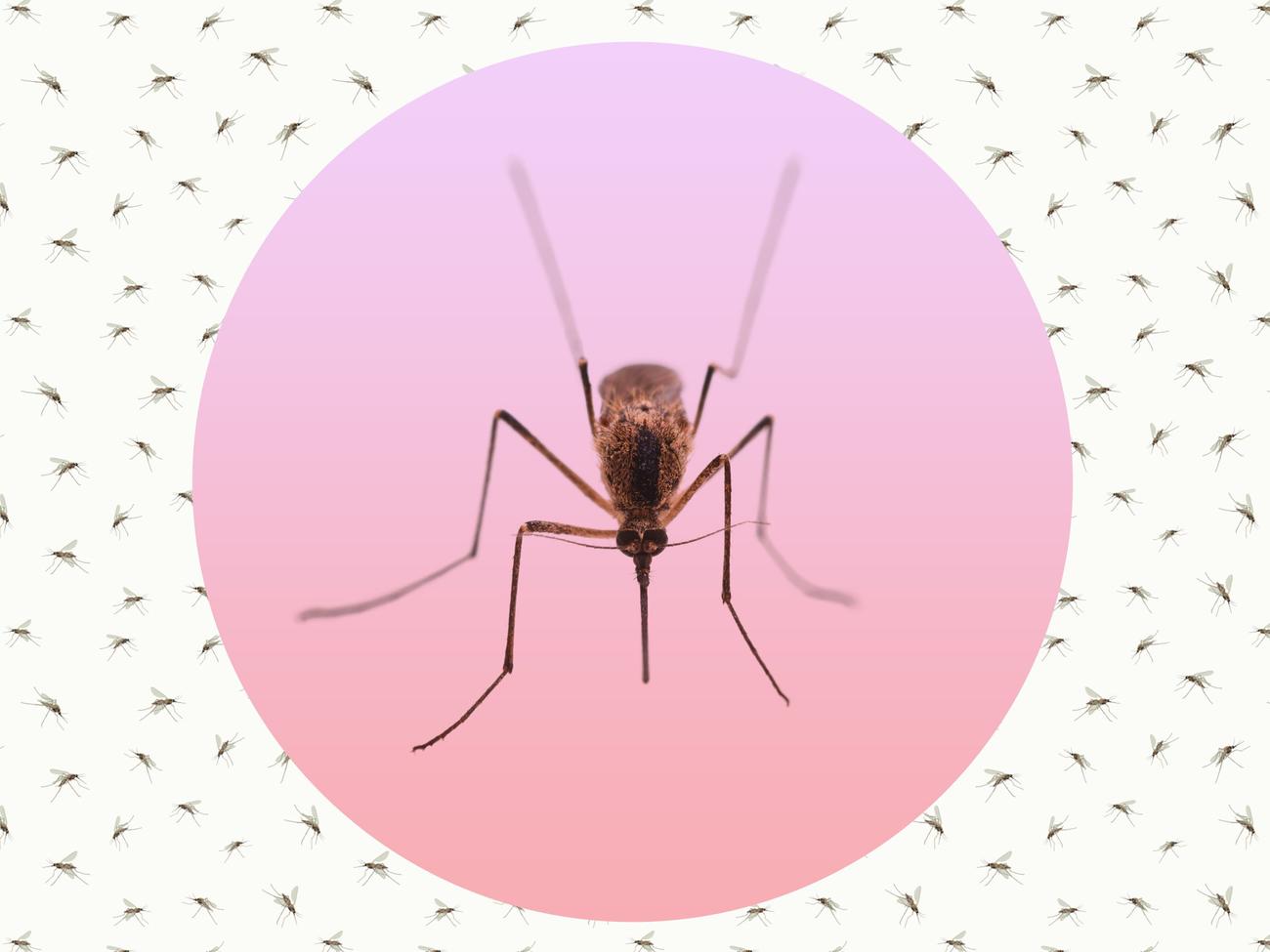 How to Mosquito-Proof Your Yard