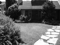 Lose the Lawn: Before and After in Santa Monica, CA