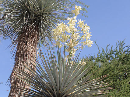 Save water: plant a yucca