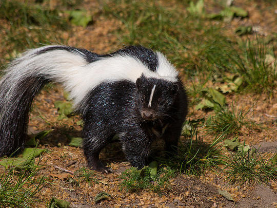 A skunk in the henhouse