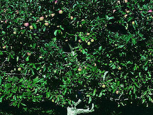 Apricot trees