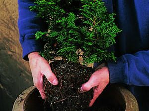 How to plant a winter container