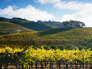 Wine country splendor photo contest rules