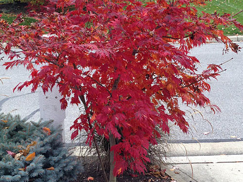 Acer palmatum