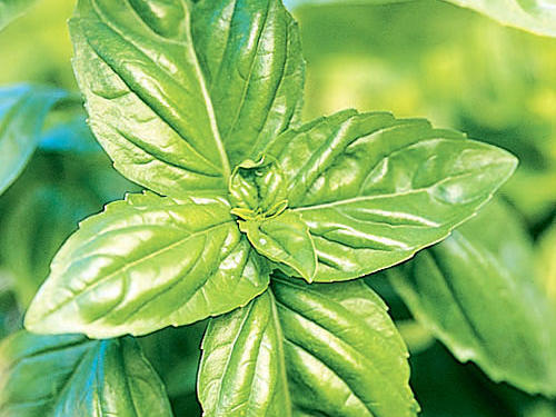 Basil (Ocimum basilicum)