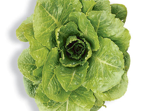 Lettuce