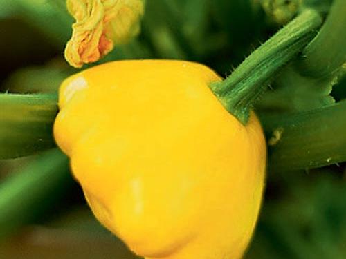 Summer Squash