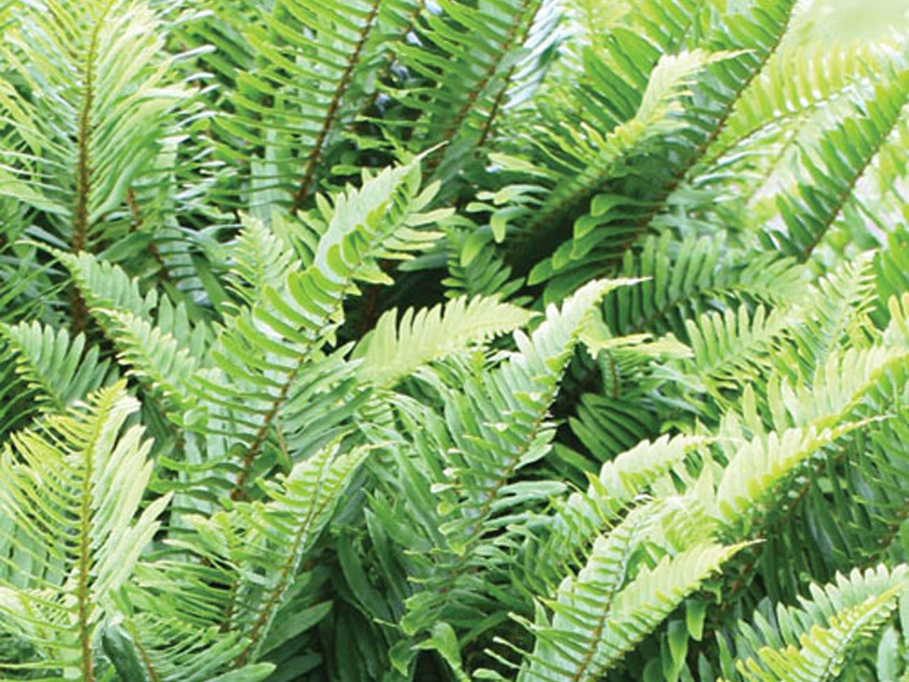 Rediscover Ferns