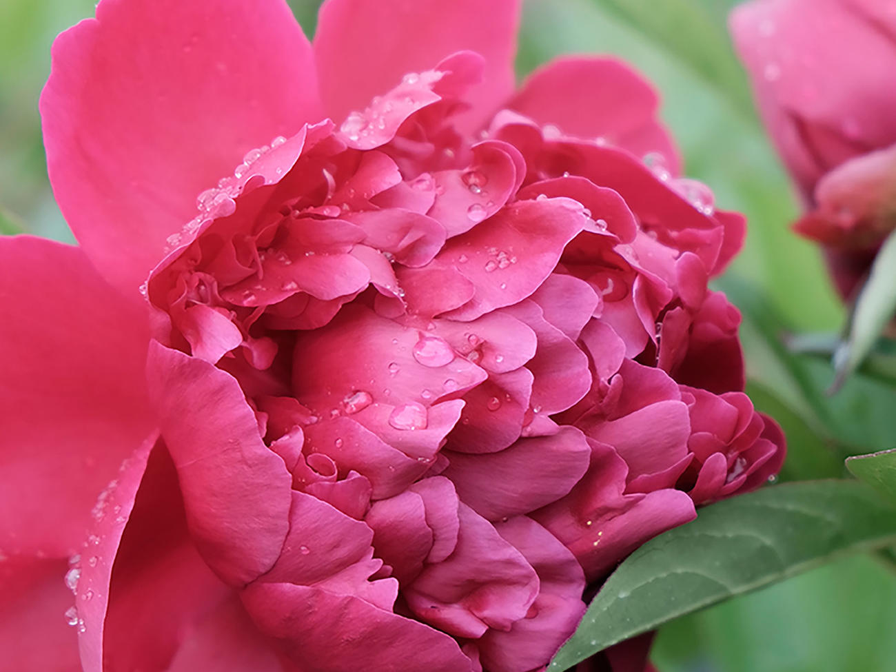 peony varieties