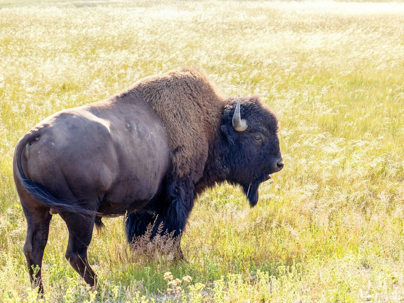 “Play Dead!” Watch the Intense Moments after a Person Falls Running from a Charging Bison in Yellowstone