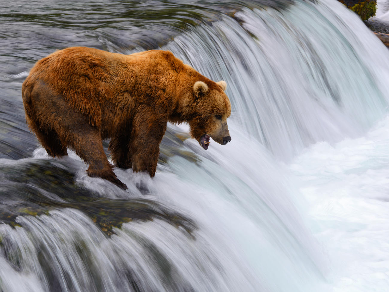 Seeing Bears at Katmai Park in Alaska Just Got a Whole Lot Easier and Safer–for You and the Bears