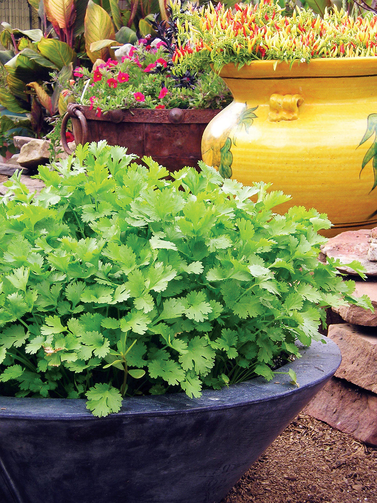 Grow Cilantro the Better Way—We Call It Mesclun-Style