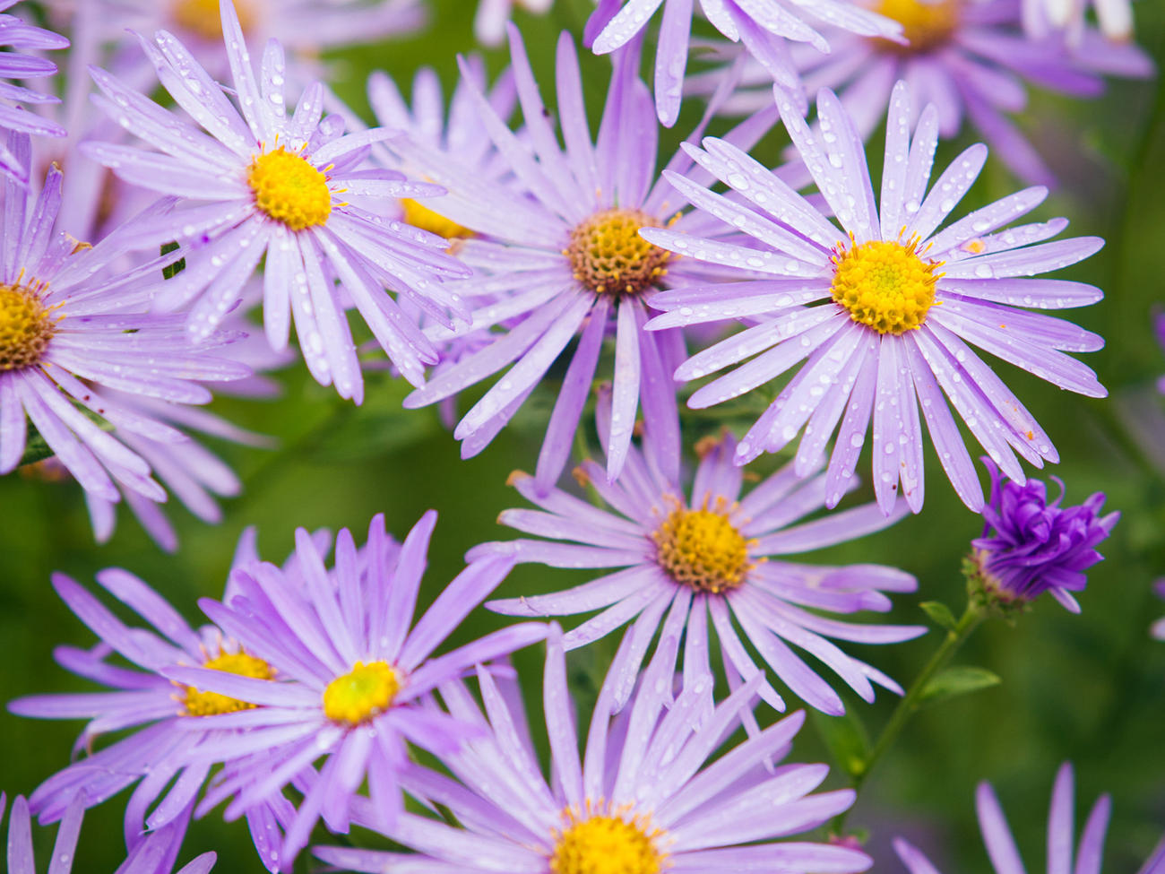 The Best Flowers to Get Bees, Butterflies & Other Pollinators Pollinating