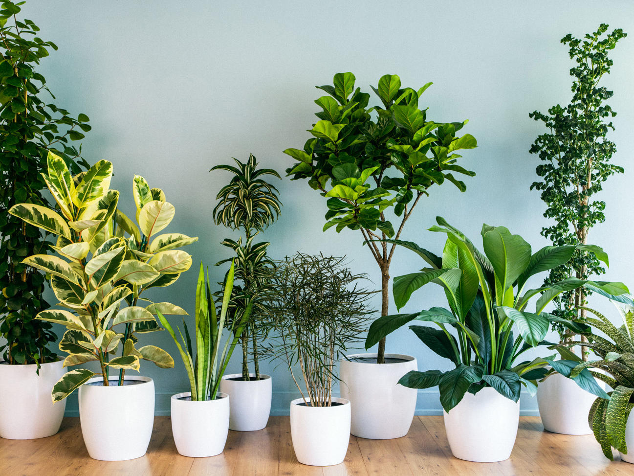 9 Super-Chic Houseplants