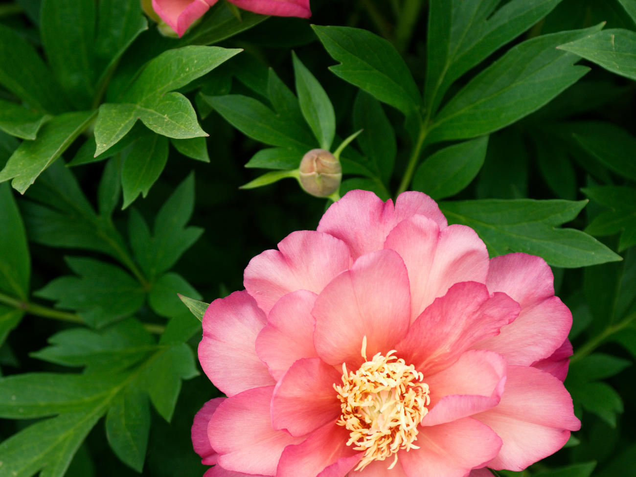 peony varieties