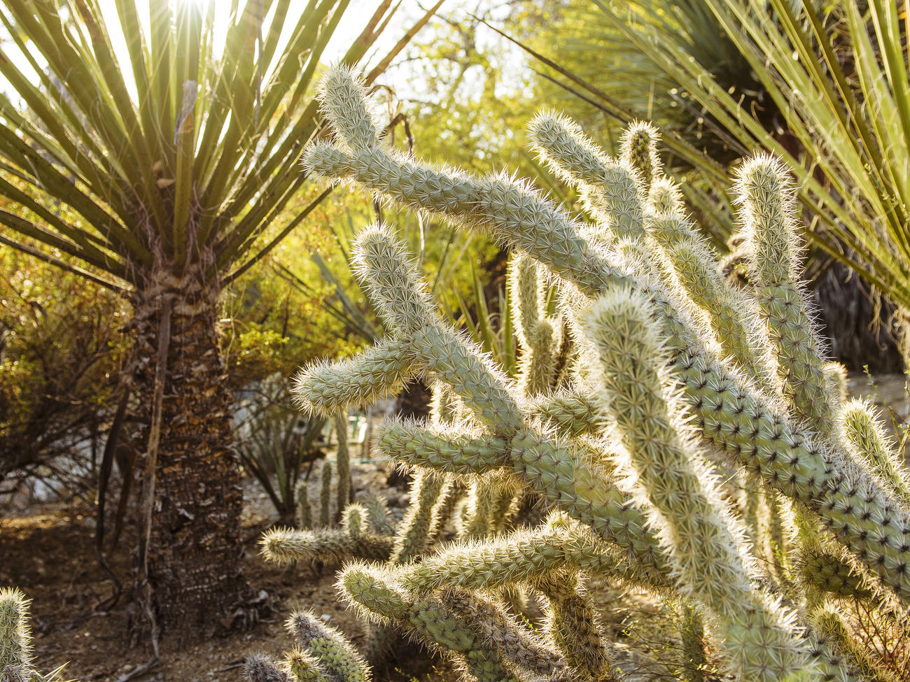 Best Desert Botanical Gardens to Visit in 2022