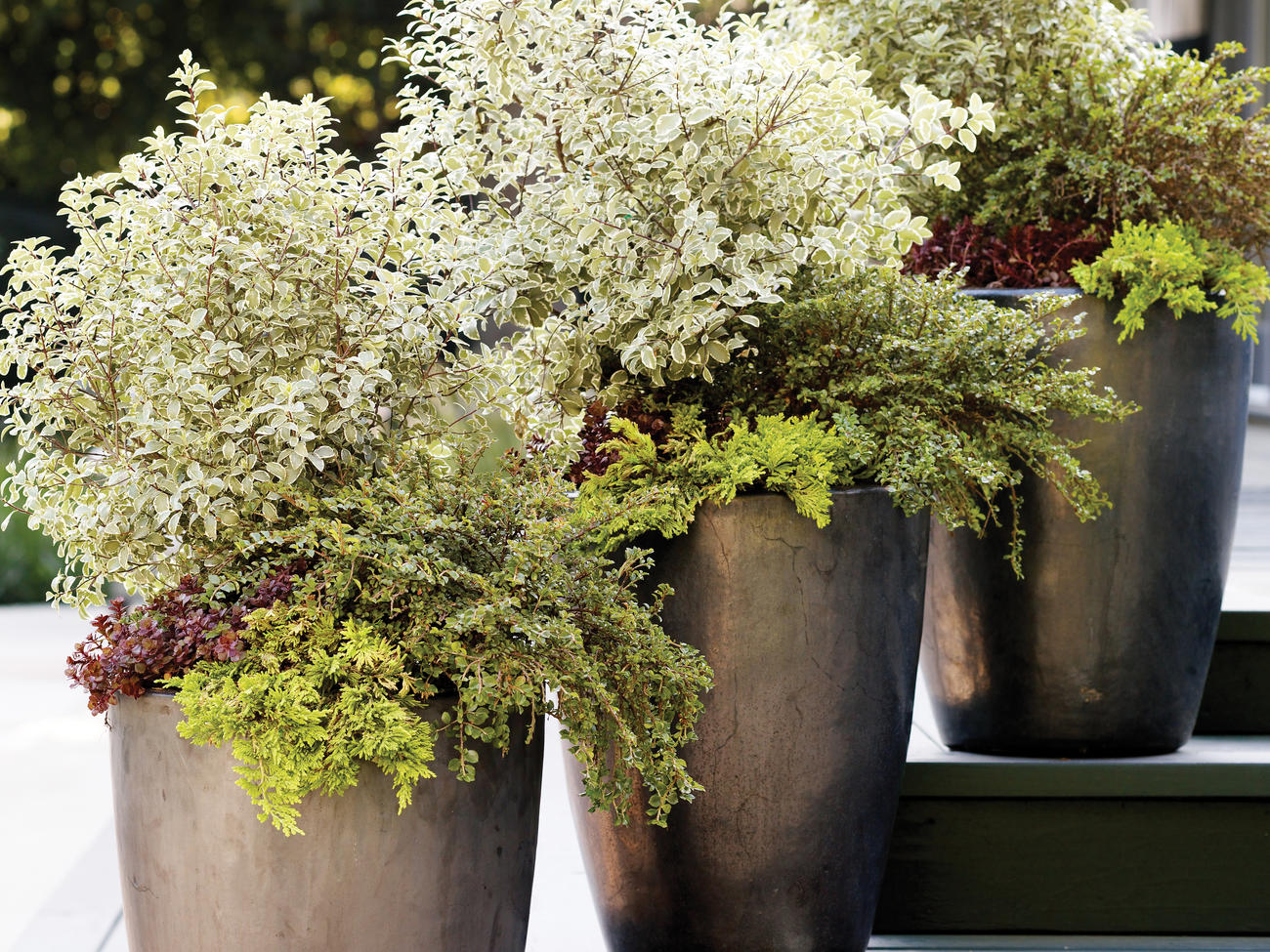 Knockout Garden Containers 