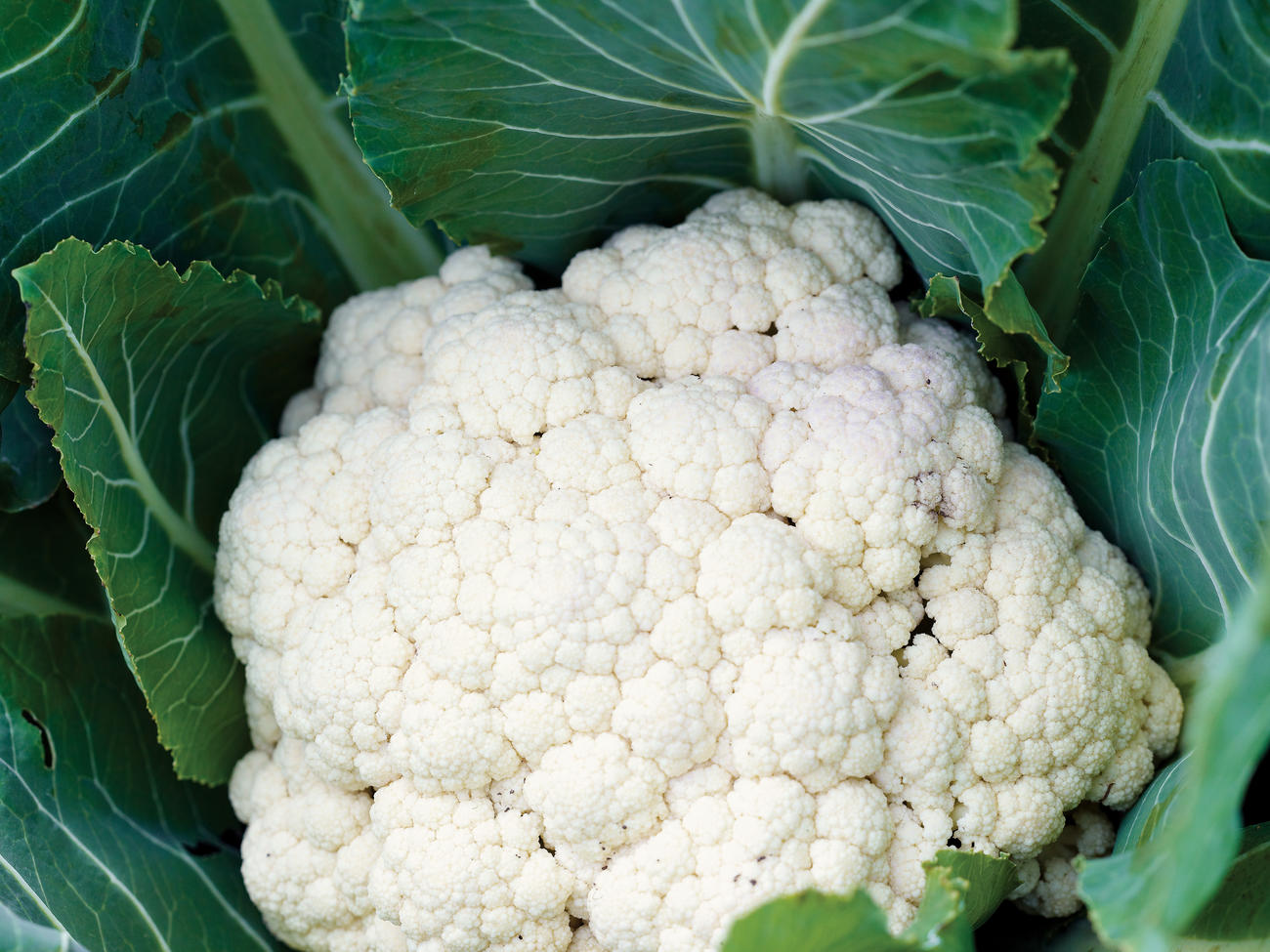 Growing Cauliflower