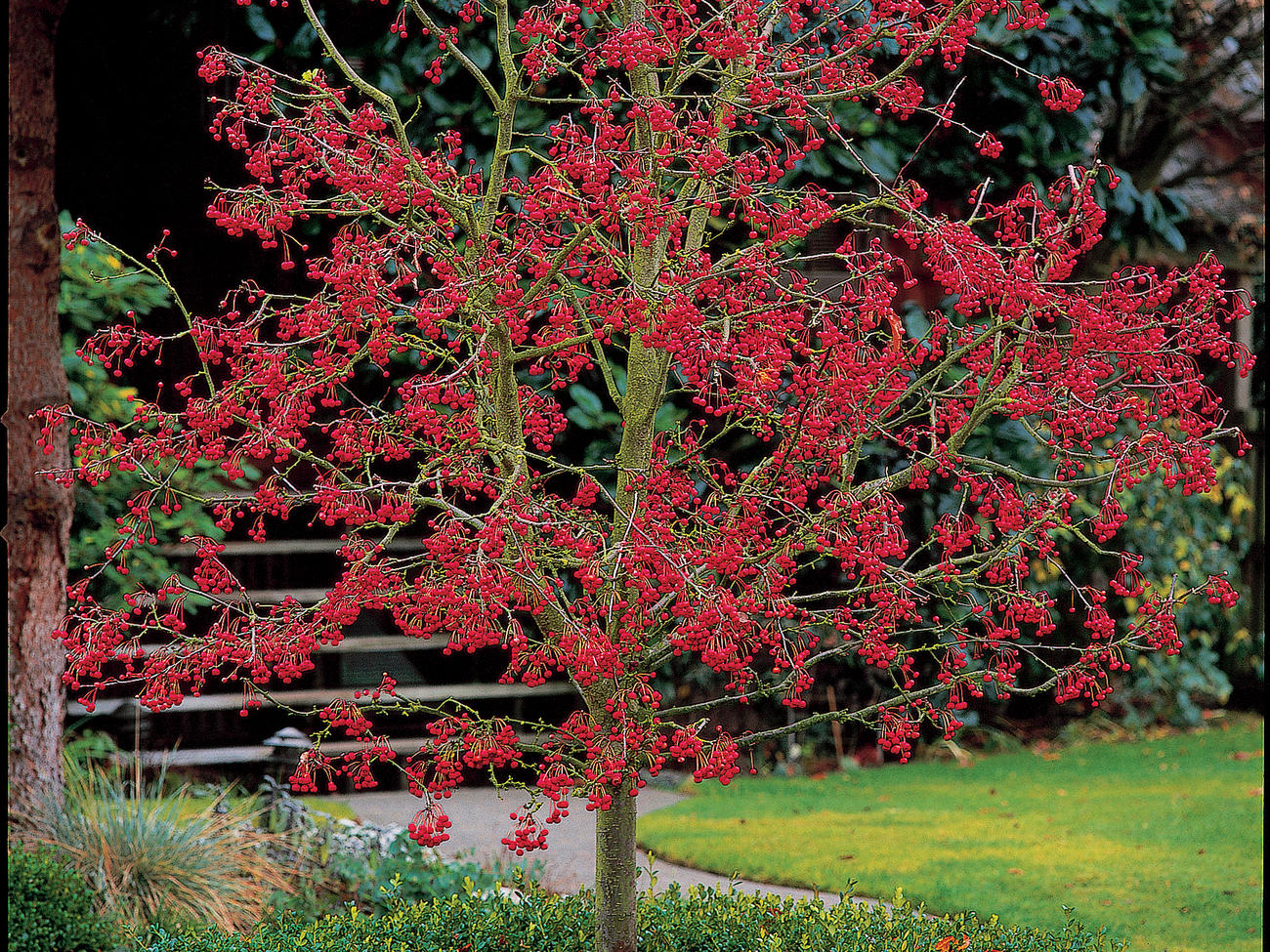 Plants with Ornamental Fall Berries for Tons of Cool-Season Color - Sunset