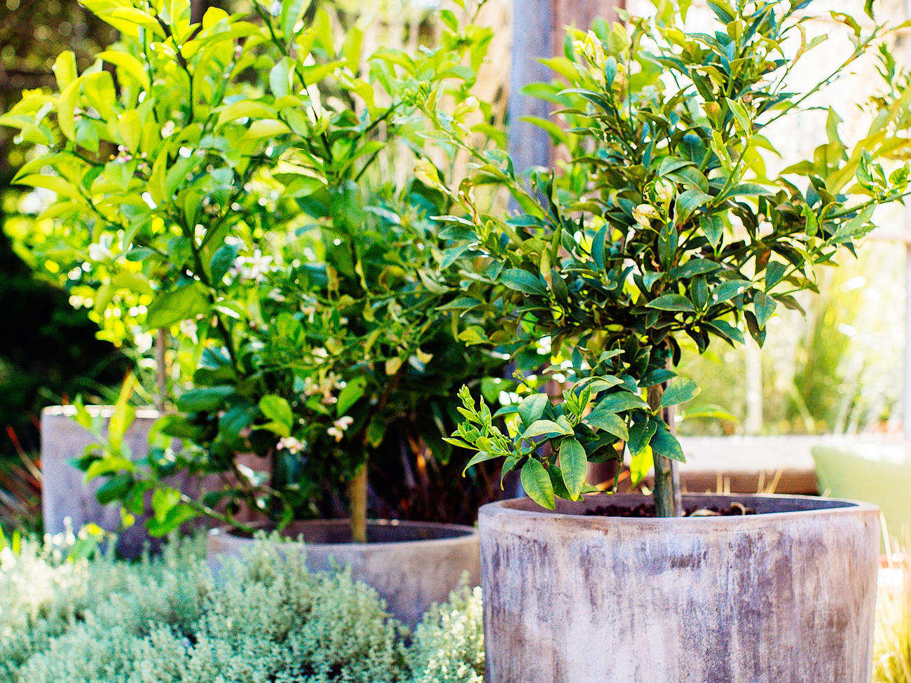 How to Repot a Citrus Tree