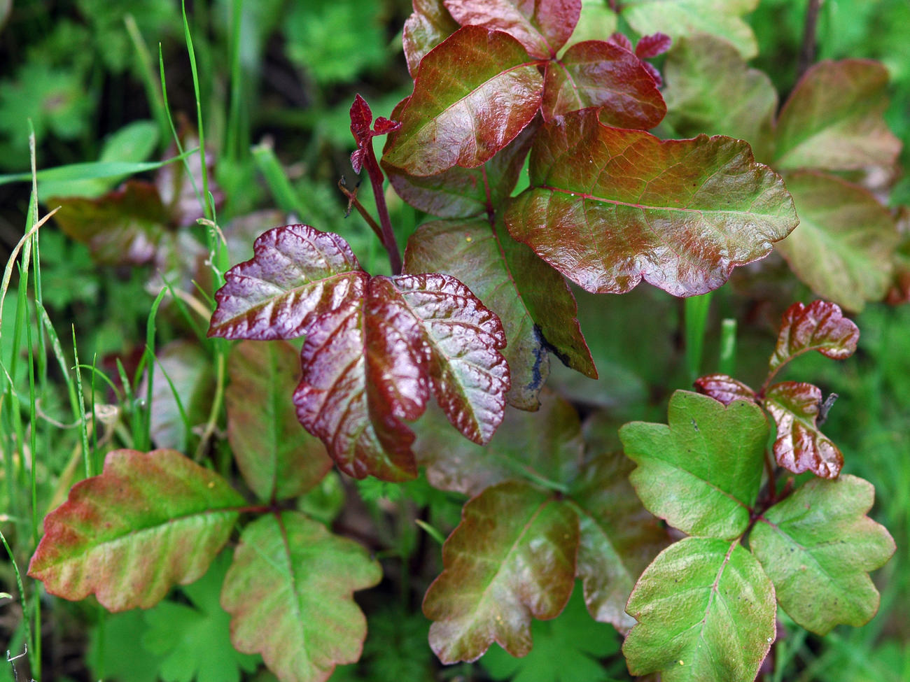 4 Ways to Protect Yourself Against Poison Ivy, Oak, and Sumac
