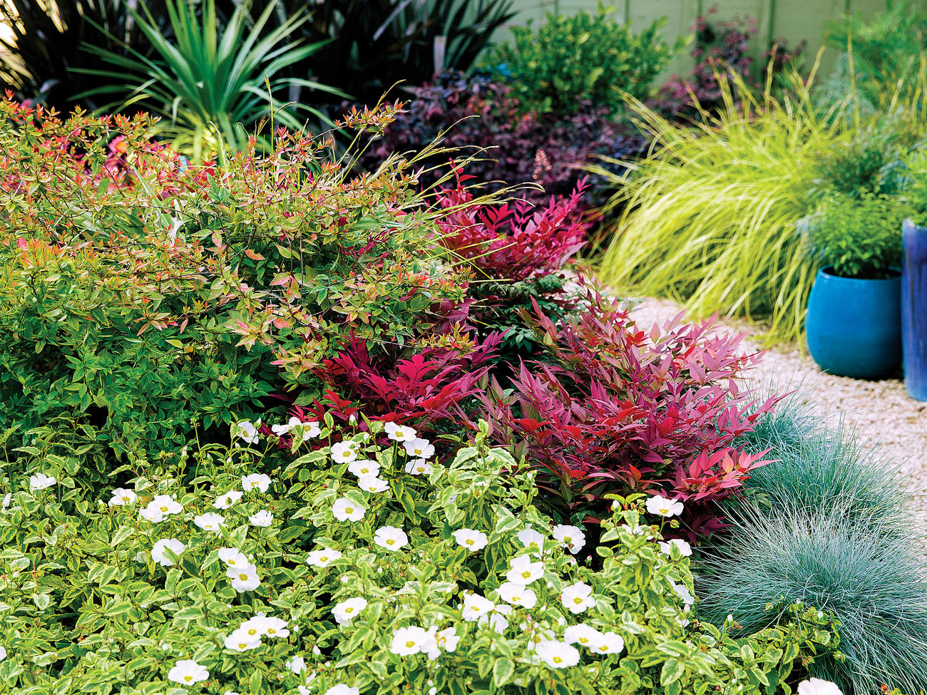 Shrubs