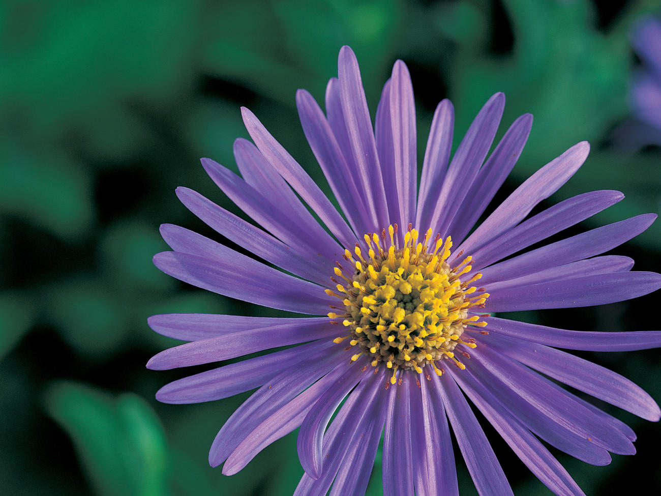 Your Guide to Asters