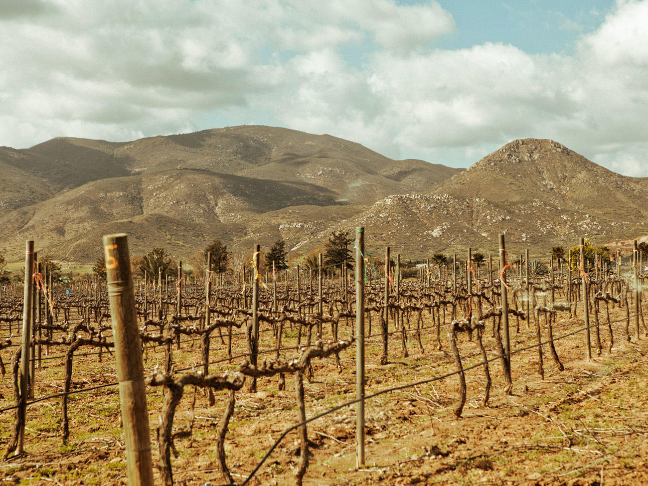 Explore Valle de Guadalupe Wine Country