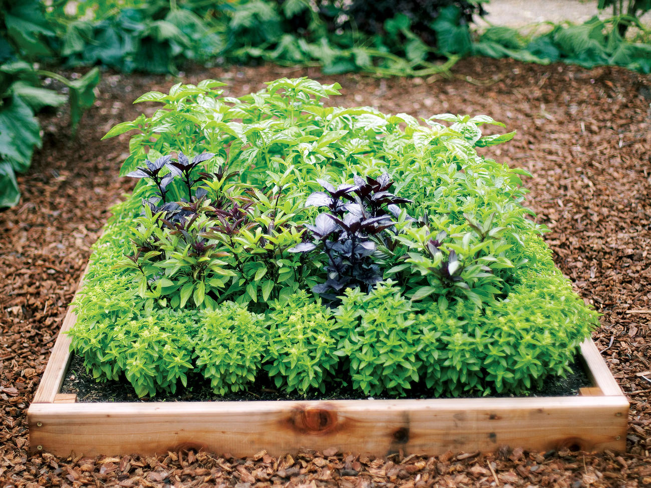 How to Grow a Bounty of Basil