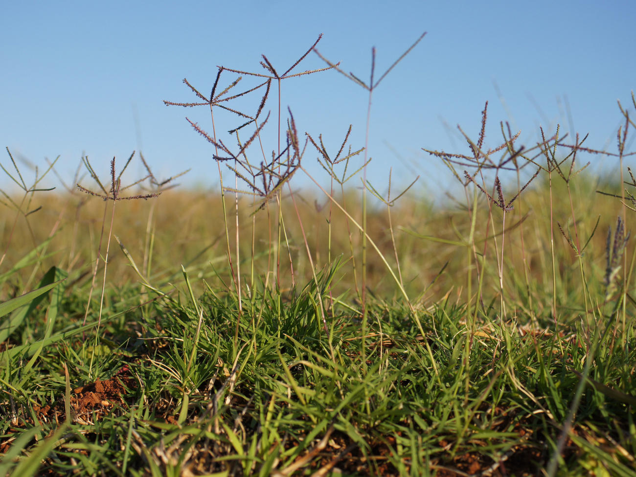 How to Lose Your Bermuda Grass