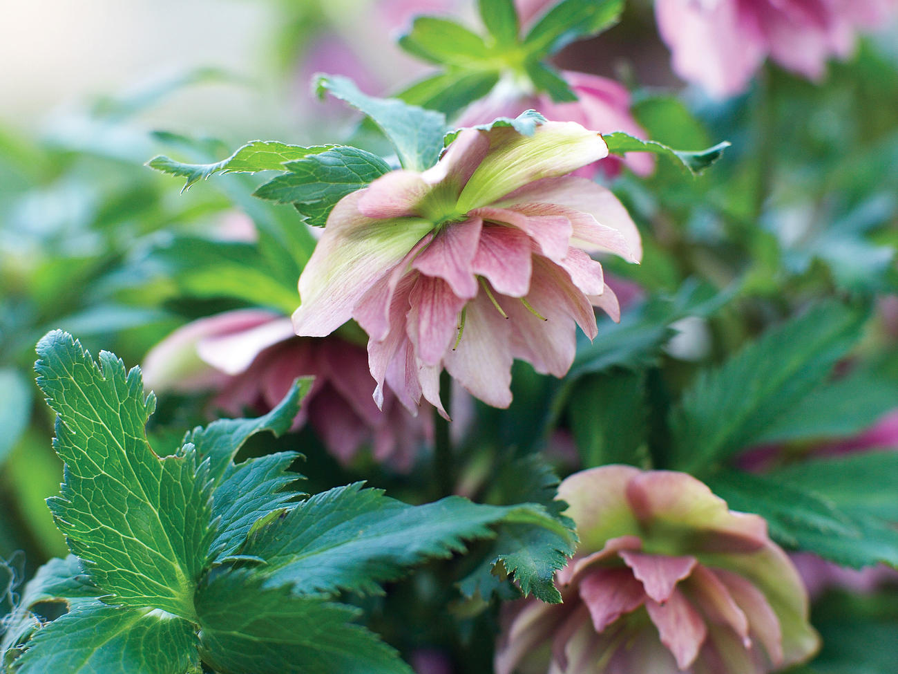 Early color for winter gardens