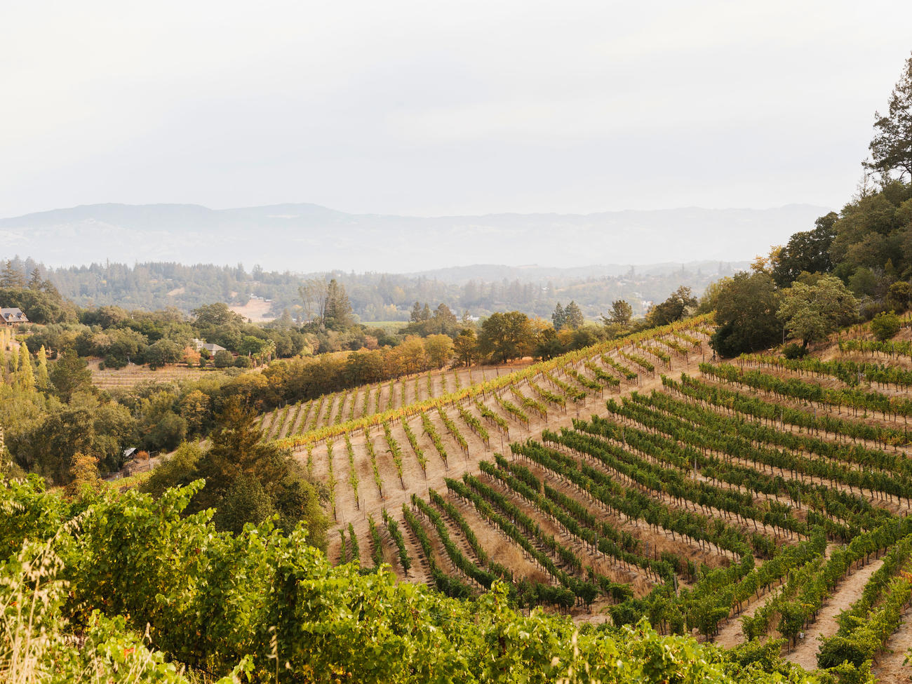 Drinking up the Dry Creek Valley