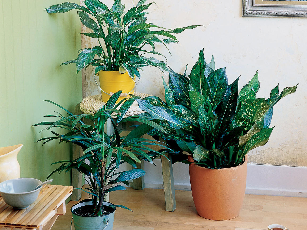Easy-Care Houseplants
