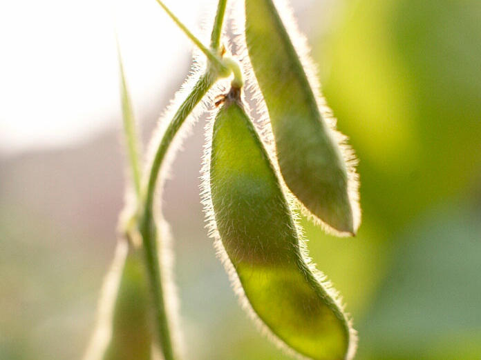 The versatile soybean