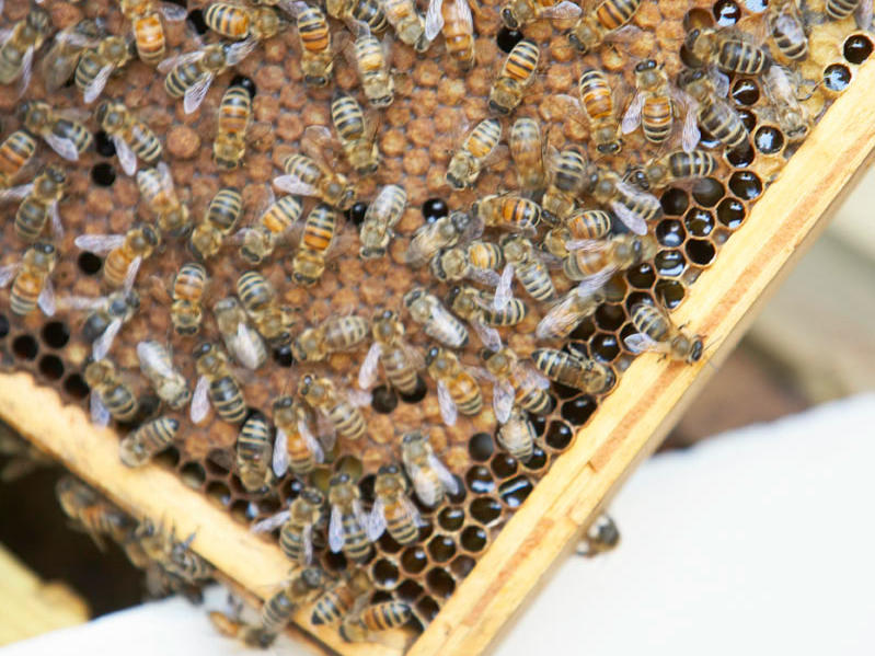 Beekeeping Basics: How to Raise Honeybees in Your Backyard