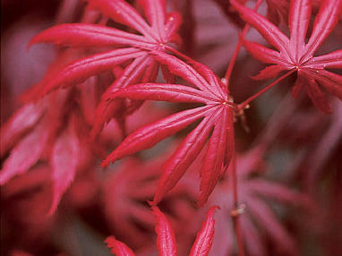 A Guide to Japanese Maples