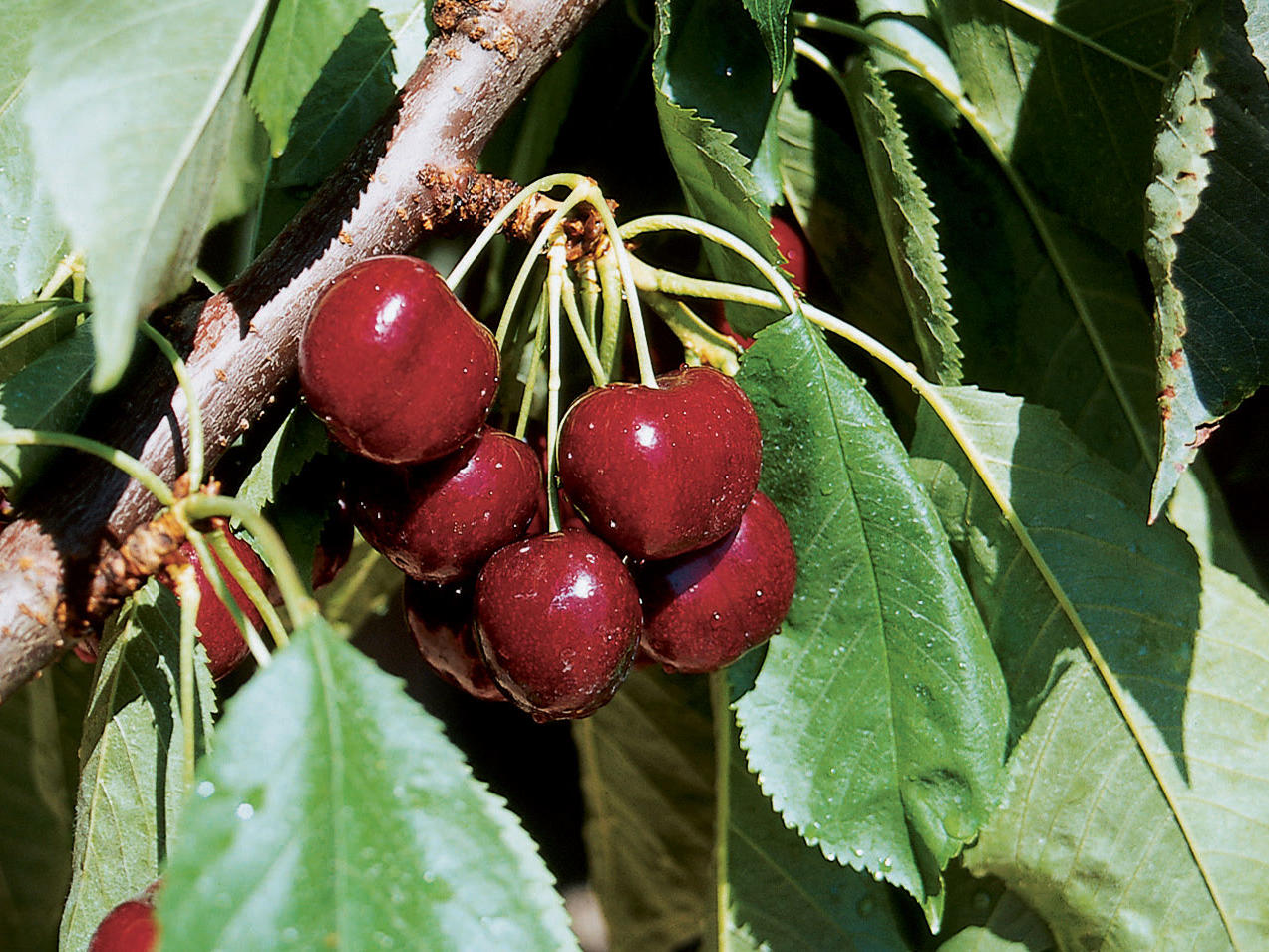 If You Like ‘Bing’, You’ll Love ‘Lapins’ Cherry