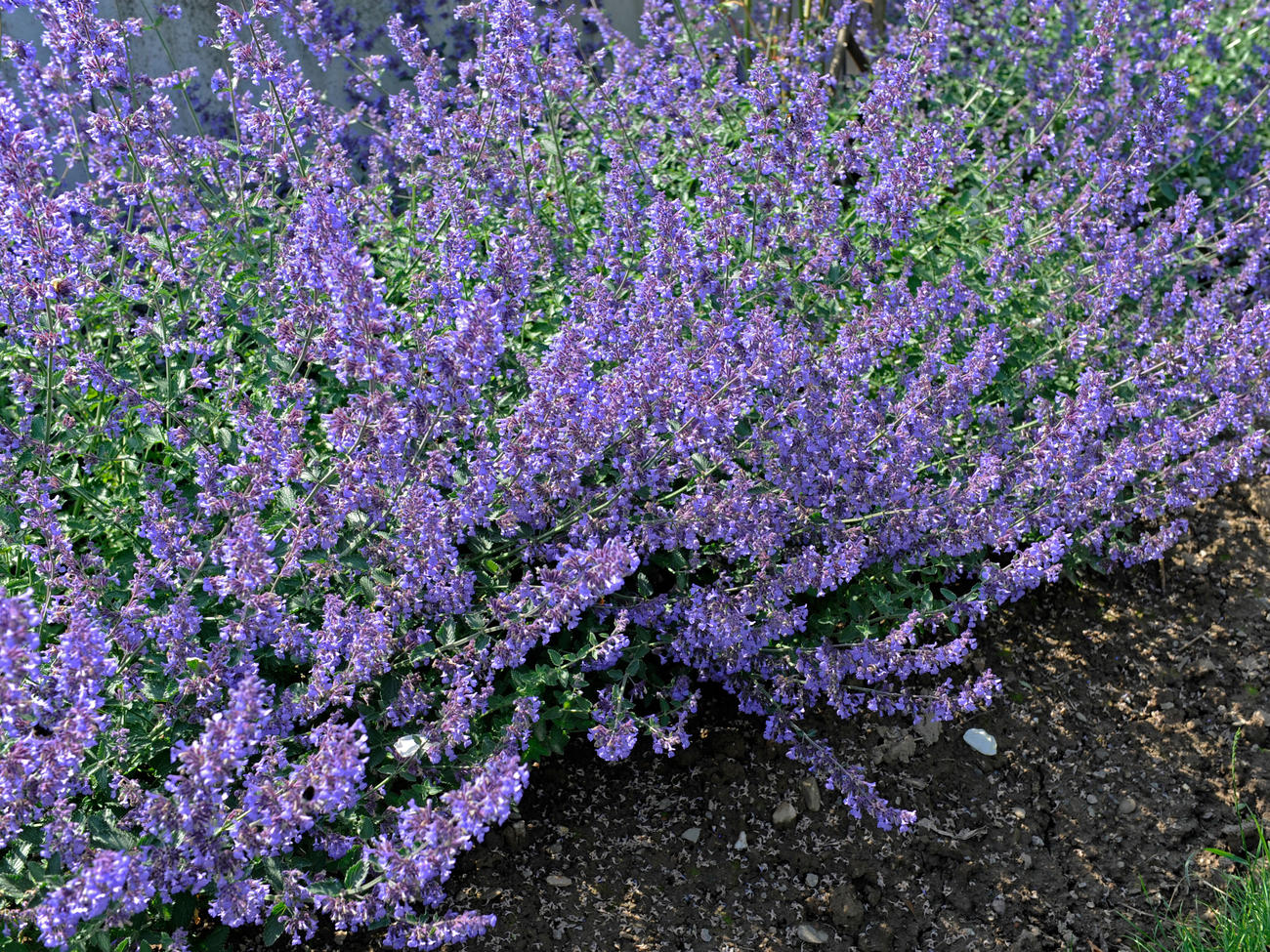 Your Guide to Catmint (Nepeta), the Cool, Refreshing Perennial