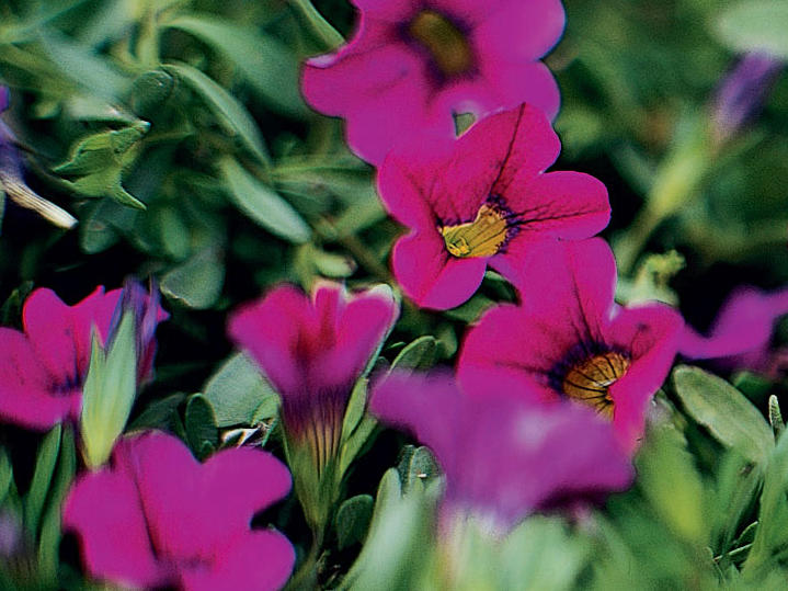 5 Flowers to Plant in Spring