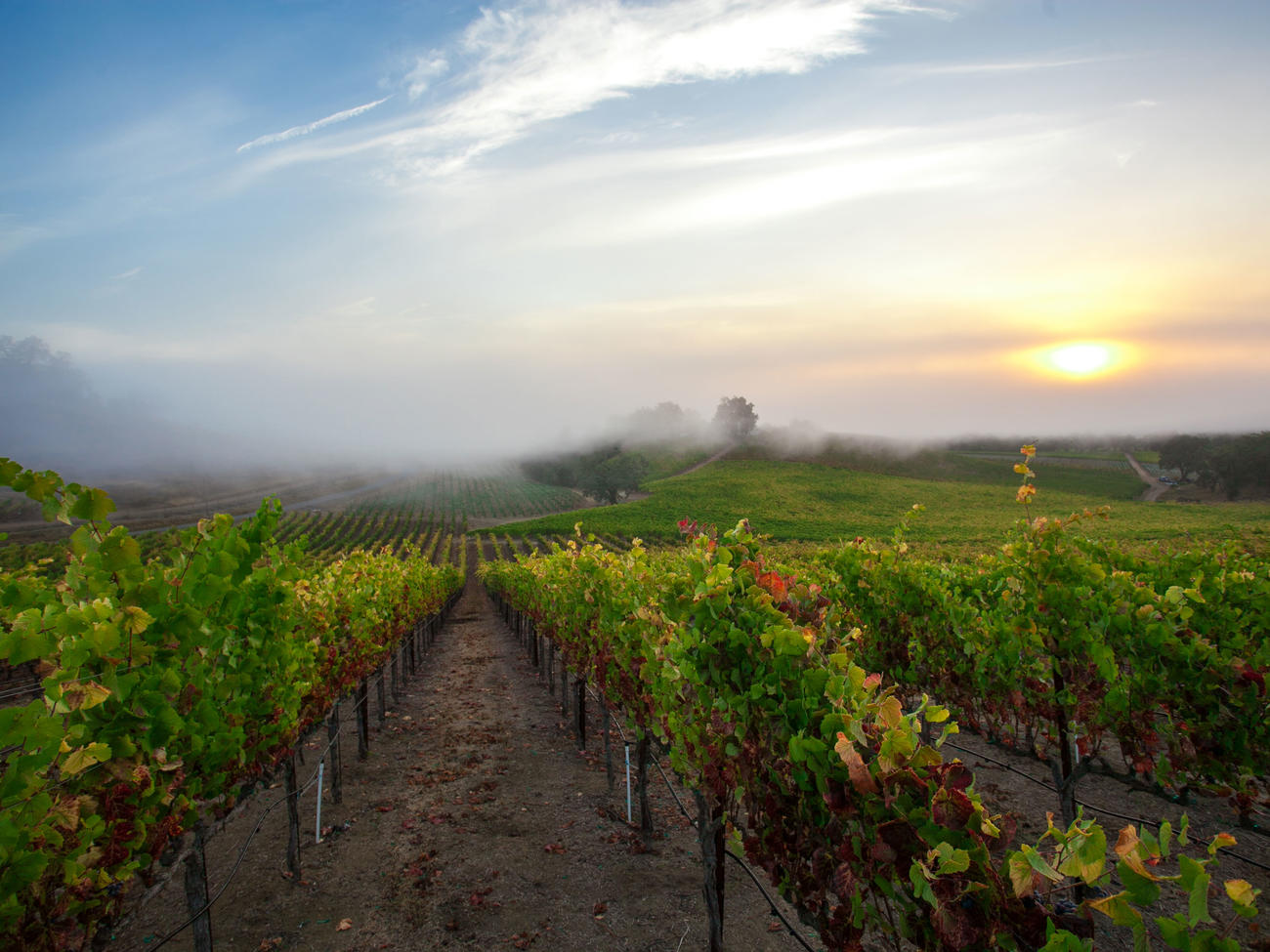 3 Top-Notch Road Trips You Can Do Now in Sonoma County