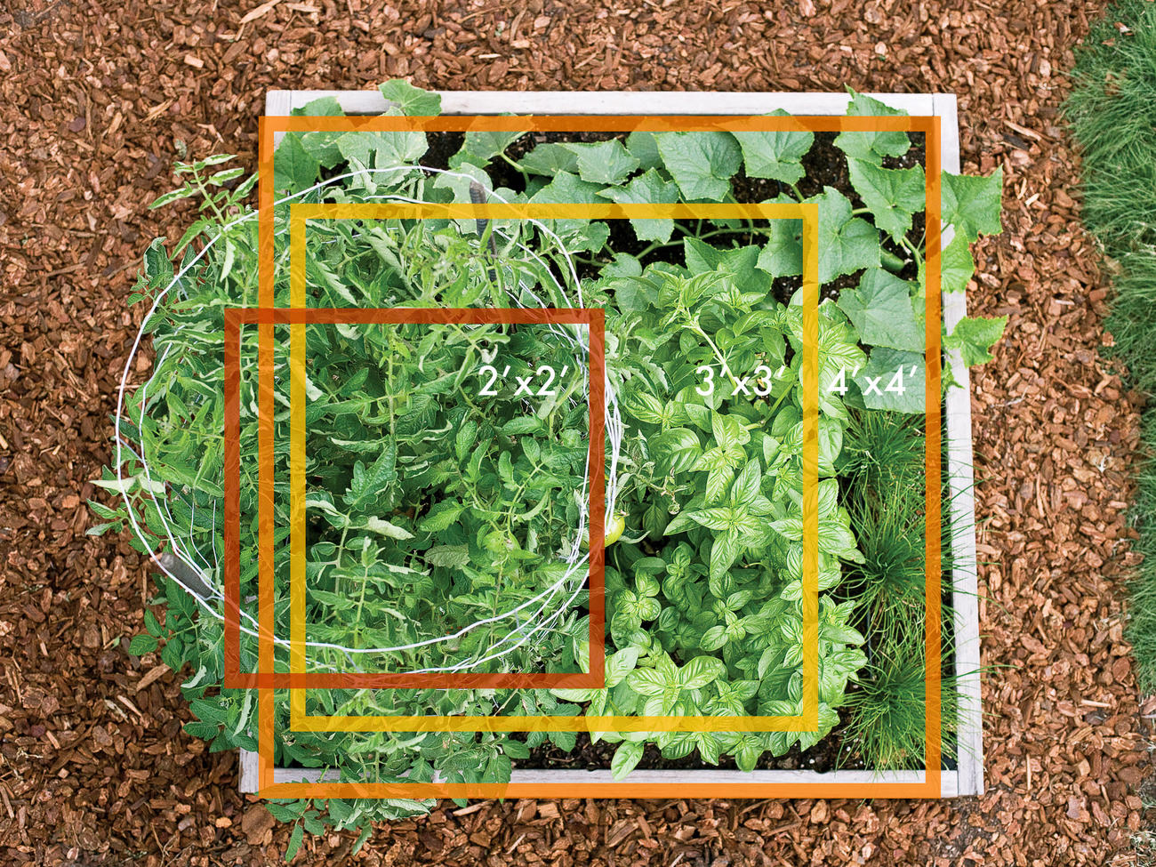 How to Grow Veggies in 2–4 Square Feet